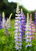 Bayfield Lupin