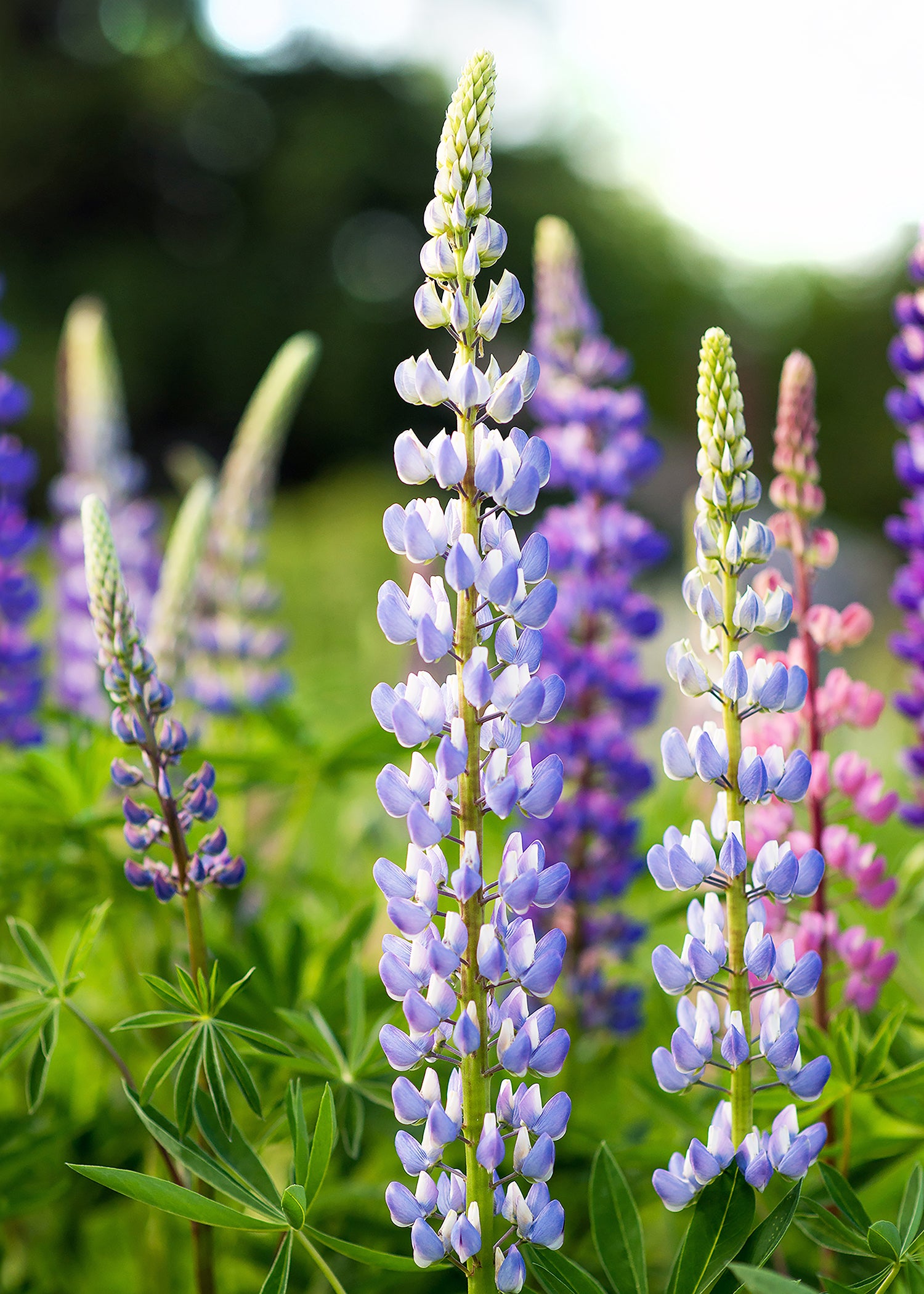 Bayfield Lupin