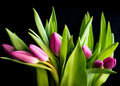 Pink Tulips