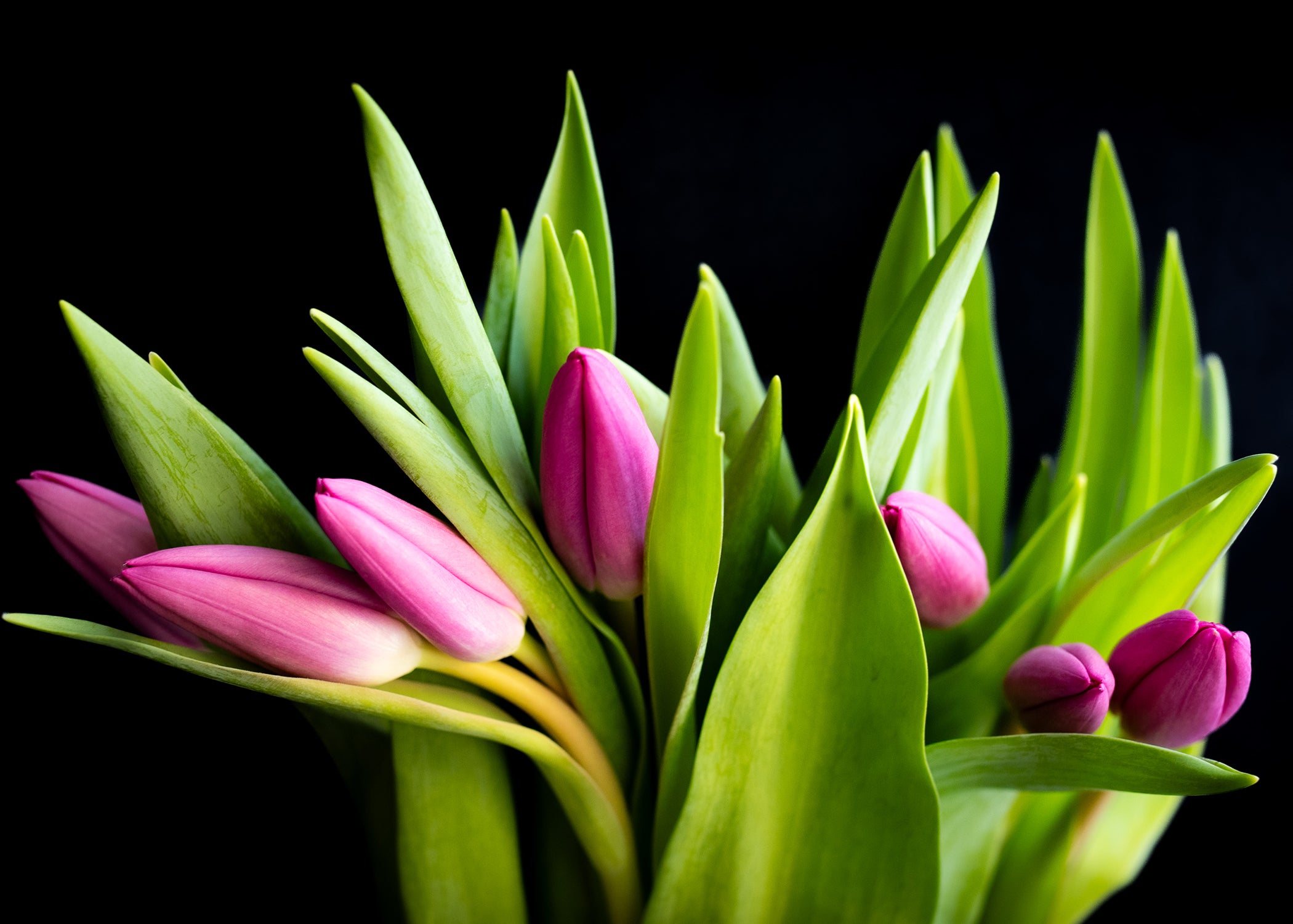 Pink Tulips